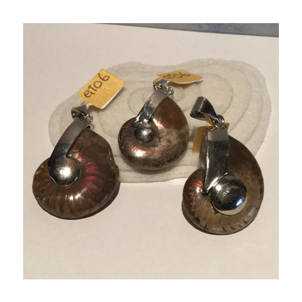 Ammolite Shell Pendant GT06