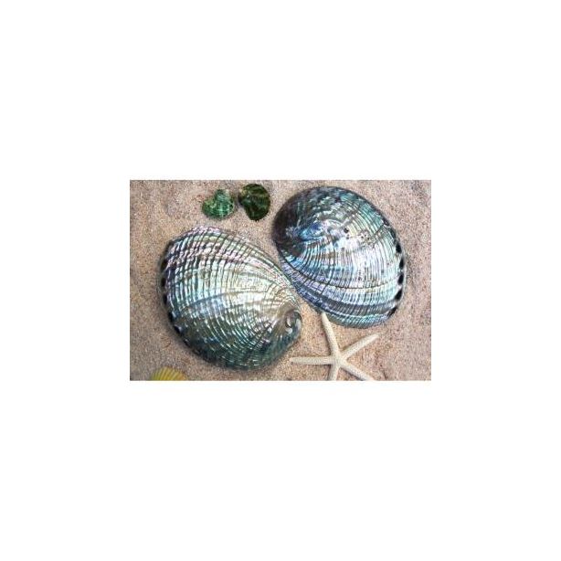 Paua Abalone shell A931