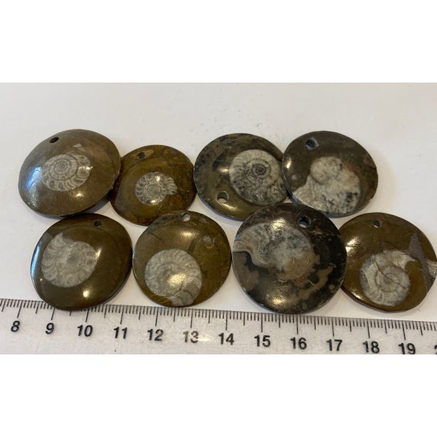 Orthoceras Round Pendant CW365