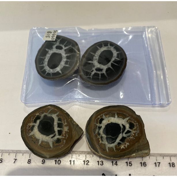 Septarian Nodule CW440
