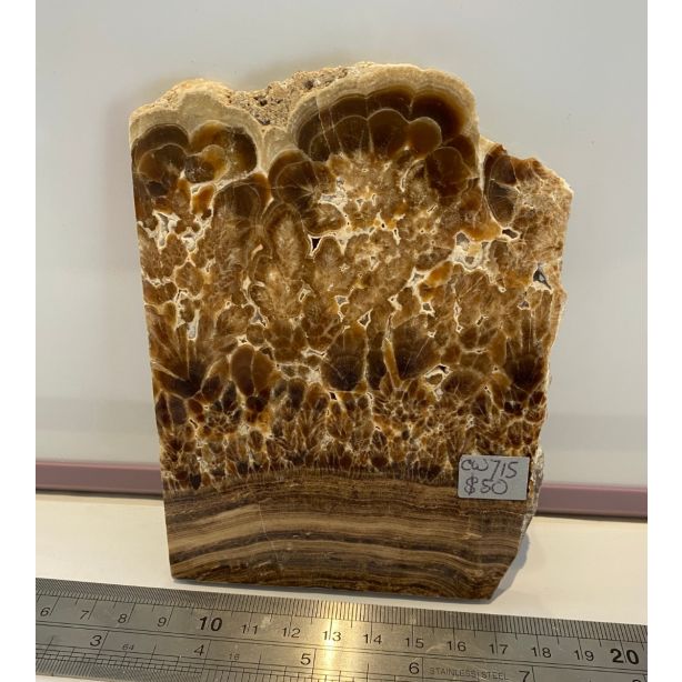 Fossilized Palm wood CW715