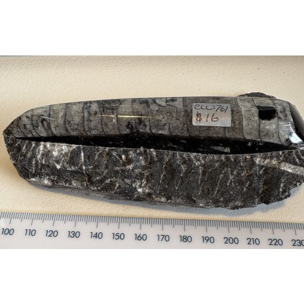 Orthoceras CW761
