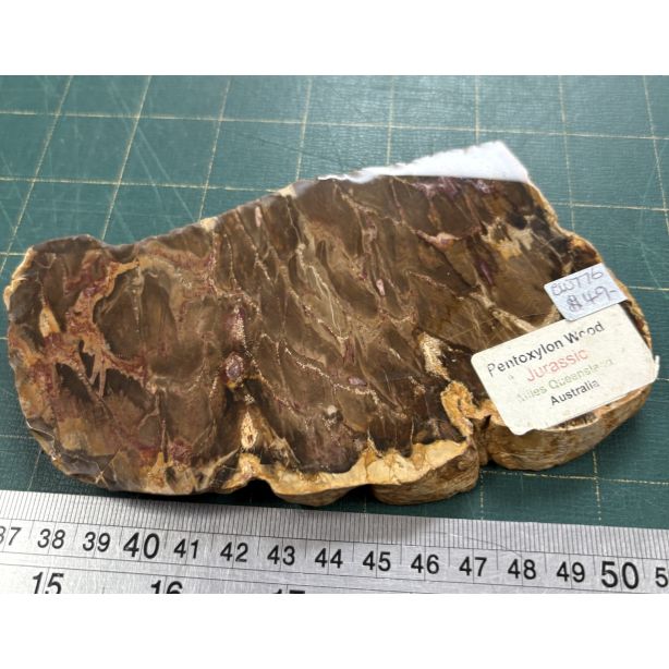 Pentoxylon Wood CW776