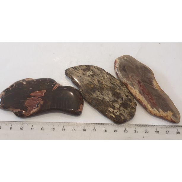 Petrified Wood Slice E138