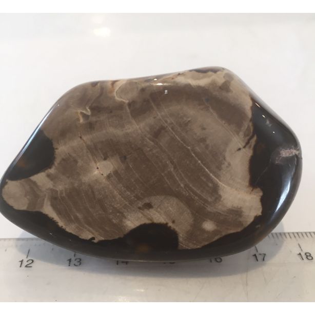 Petrified Wood Slice E144
