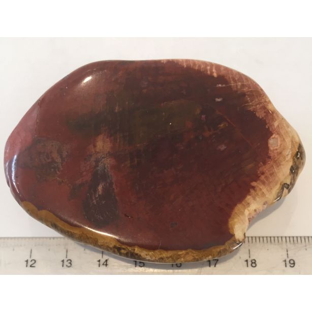 Petrified Wood Slice E146