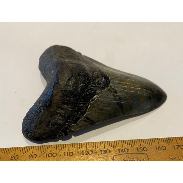 Carcharocles Megalodon Tooth GT431