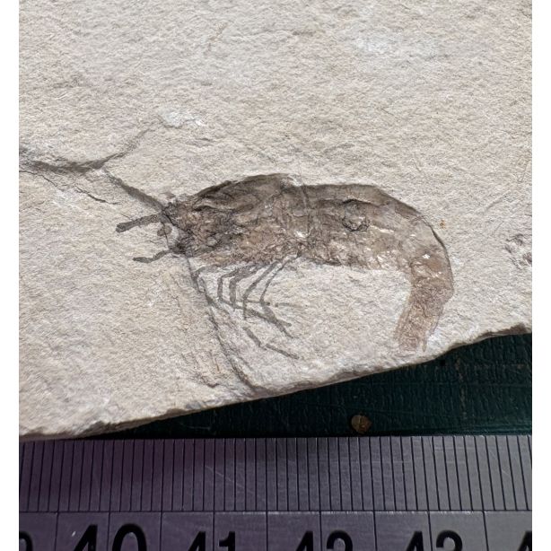 SHRIMP FOSSIL CARPOPENAEUS CALLIROSTRIS GT515