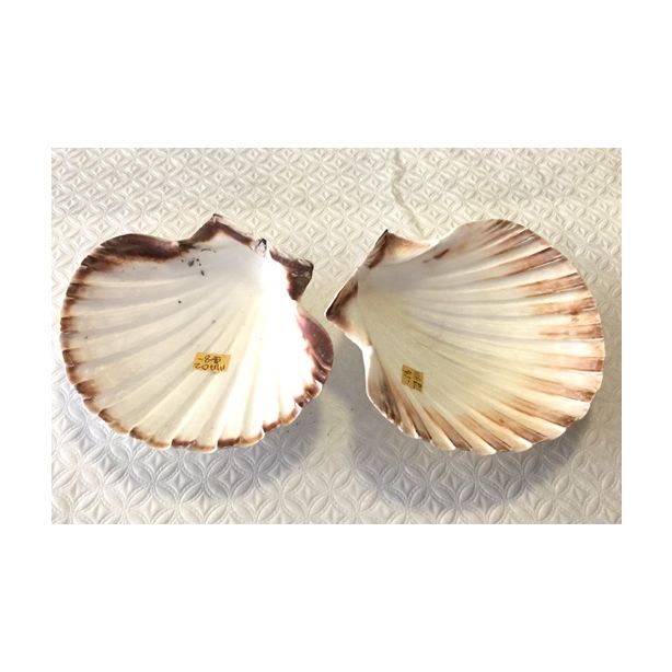 Scallop Shell MA02