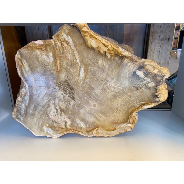 Petrified Wood Slab PL44