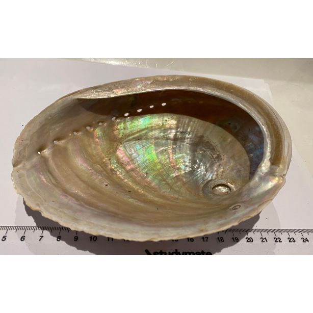 Paua Abalone shell IR19