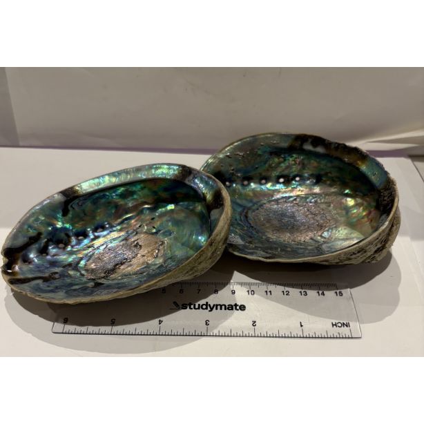  Abalone shell KK1010