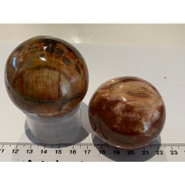 Petrified Wood Sphere MM696