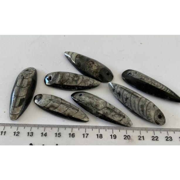 Orthoceras Specimen CW55
