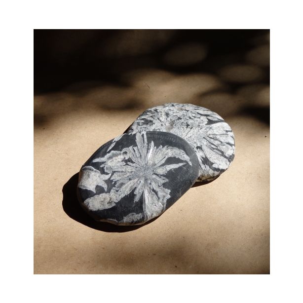 Chrysanthemum Flat Stone CC139