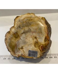 Petrified Wood CW665