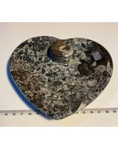 Orthoceras Heart Plate CW749