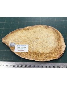 Fossilised Coral CW778