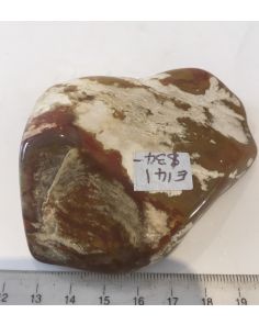 Petrified Wood Slice E141