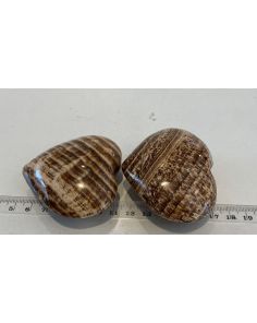 Aragonite Hearts FL334