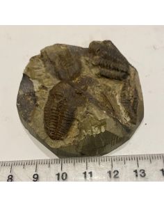 Trilobite GT370