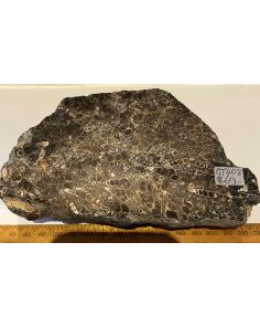 Turritella Agate GT408