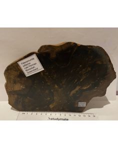 Petrified Wood GT443
