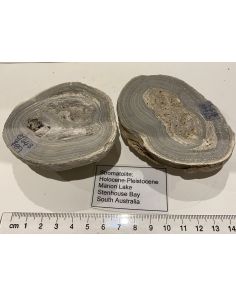 Stromatolite GT448