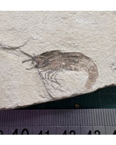 SHRIMP FOSSIL CARPOPENAEUS CALLIROSTRIS GT515