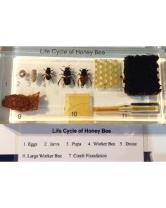 Life cycle of honey bee MBE232