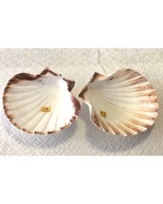 Scallop Shell MA02