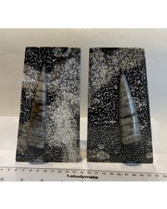 Orthoceras Box Ends KK719A