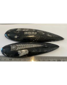 Orthoceras KK957