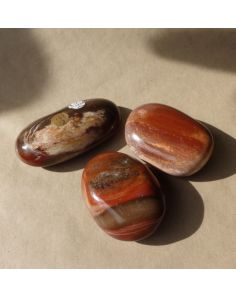 Petrified (opalised) Wood Q331